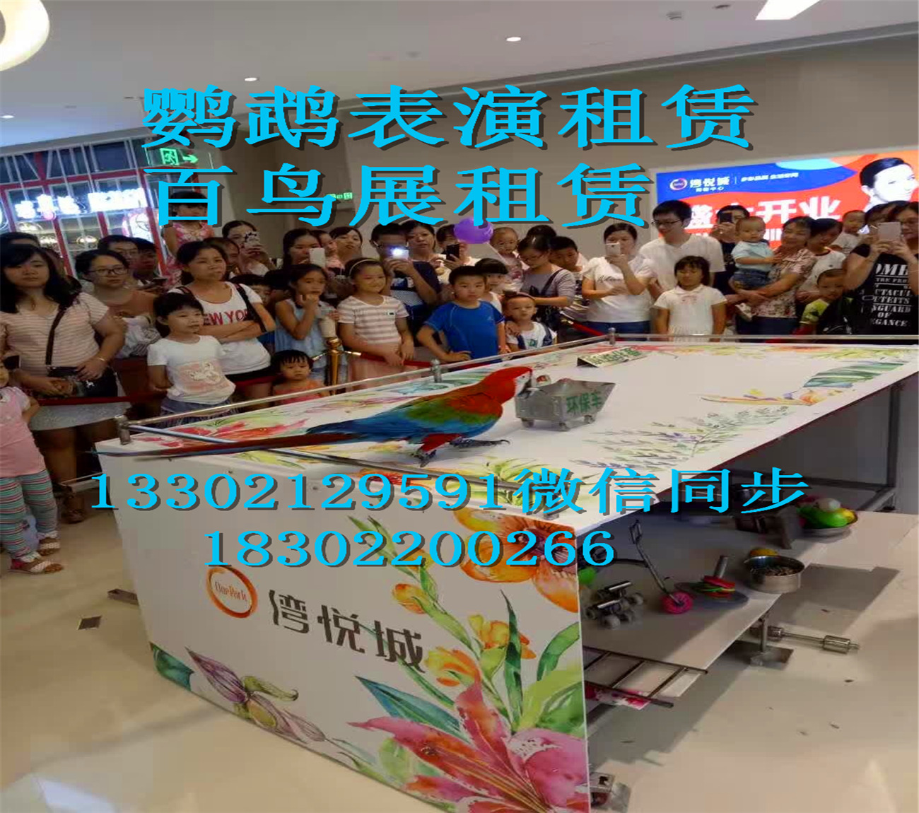 淄博羊驼出租公司